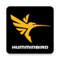 Hummingbird