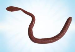 Berkley Fresh Water Gulp Gece Avı