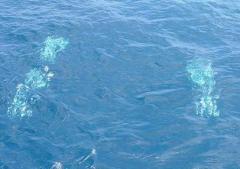 Spreader Bar 50 cm 7 Squid